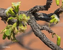 Image result for Ximenia afra