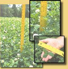 Imperial Clover Alternative Ground Cover Supports Deer Bees Clover Lawn Lawn And Garden Clover