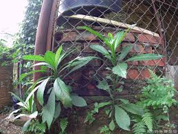 Image result for Blumea