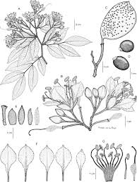 Image result for Tessmannia