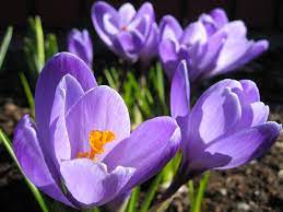 Maybe you would like to learn more about one of these? List Of Early Spring Flowers Wikipedia