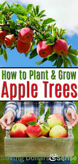 How To Grow Apple Trees How To Plant And Grow An Apple Tree Gardening Howtogrow Homesteading Apple Tree Gardening Apple Tree Care Planting Apple Trees