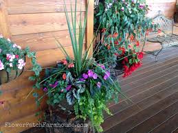 All that to say, they have quite a bit of shade. Shade Loving Plants In Containers Flower Patch Farmhouse