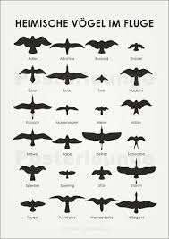 Iris Luckhaus Heimische Vogel Im Fluge Vogel Im Flug Tierspuren Heimische Vogel