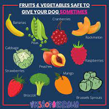 Fruits And Vegetables Your Dog Can Safely Eat Vetshopaustralia