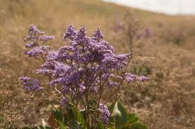Image result for Limonium vulgare