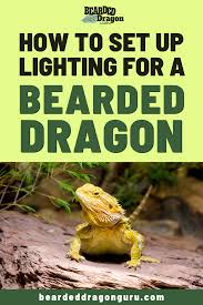 How To Set Up Lighting For A Bearded Dragon Bearded Dragon Lighting Bearded Dragon Bearded Dragon Terrarium