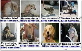 Resultado de imagen para los animales pueden sentir tristezas