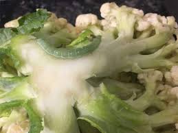 If your symptoms return or never completely left, you can assume that some eggs escaped or you still have a particularly resistant tapeworm stage. Beware These Vegetables Can Cause Deadly Brain Worms The Times Of India