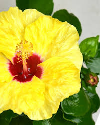 Hibiscus plants like moist but not waterlogged soil. Hibiscus Dwarf Plant Buy Hibiscus Plant Online Unlimited Greens