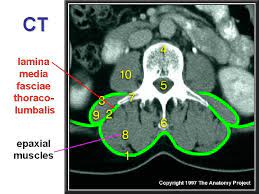 Über 7 millionen englischsprachige bücher. Svaly Ii Muscles Ii Thorax Back Muscles Of