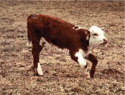 Lupine Induced Crooked Calf Disease The Last 20 Years