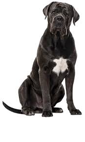 We have proudly place puppies worldwide. Cane Corso Training Temperament More Trainpetdog