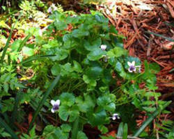 Image result for Viola hederacea