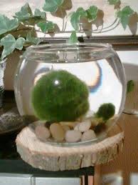 13 Benefits Of The Marimo Moss Ball Marimo Moss Ball Marimo Moss Marimo