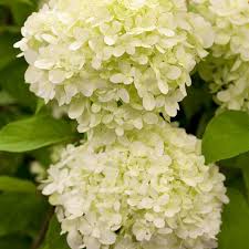 Some respondents may not have harvested stems because they were too short. Hydrangea Paniculata Limelight S Rispenhortensie Blute Weiss