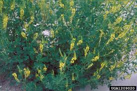 Yellow ray flowers are broad; Plant Details Tennessee Invasive Plant Council