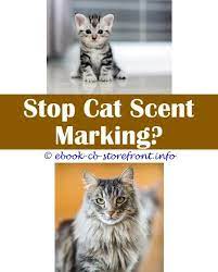 17 Marvelous How To Stop Female Cat Spraying Indoors Cat Spray Cats Male Cat Spraying