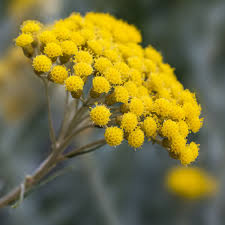 Image result for Helichrysum acutatum