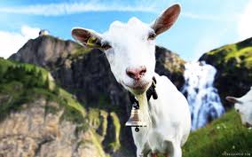 Maybe you would like to learn more about one of these? Funny Goat Wallpaper Animals And Birds Wallpaper Better