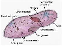 Image result