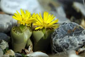 Some plants are naturally adapted to dry conditions, surviving with protection mechanisms such as desiccation tolerance, detoxification. Living Stone Plants Lithops Types How To Grow And Care Florgeous