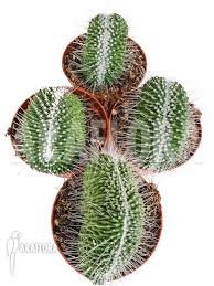 Mammillaria spinosissima 'un pico' cactus plant in beautiful bloom подробнее. Araflora Exotic Flora More Mammillaria Spinosissima Un Pico Cristata