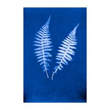 Image result for Indigofera cecilii