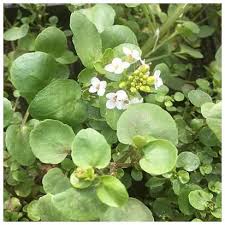 Green plant with small white flowers. Rorippa Nasturtium Aquaticum Water Cress Rooted In 9cm Basket