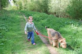 The Tails Of Harry And Cassidy The Airedales