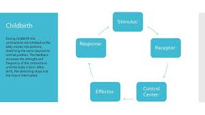 Homeostasis And Feedback Loops Ppt Download
