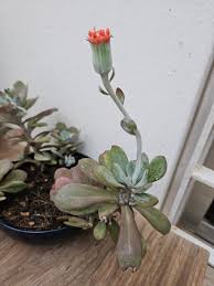 Image result for Kleinia