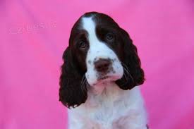 Image result for anglický špringršpaněl