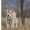 Visitors to the enclosure can see the animals, interact with them, and usually feed them as well. Https Encrypted Tbn0 Gstatic Com Images Q Tbn And9gcsuahylag18daafyqzn7 0l942cq2rofkkoouvaind2mqzyovnd Usqp Cau