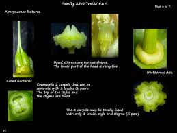 Image result for Apocynaceae subfamilies Apocynoideae and Rauvolfioideae