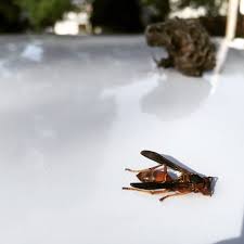 Pest control nj by alco animal & pest control. Alliance Pest Services
