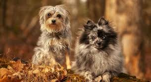 If you are a history buff and want to name your spirited little dog after a warrior woman, you can't get much better than boudica. Dog Names That Start With E