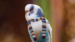 Ветеринарная помощь