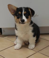 Our standards for pembroke welsh corgi breeders in north carolina were developed with leading veterinarians and animal welfare experts. Corgi Puppies For Sale Nc Petfinder