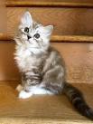 Ragamuffin Kittens for Sale | Buy Ragamuffin Kittens