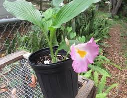 Image result for Siphonochilus