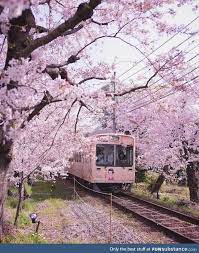 Cherry Blossom Season In Japan Funsubstance Cherry Blossom Japan Cherry Blossom Season Scenery