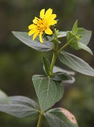 Image result for Aspilia ciliata