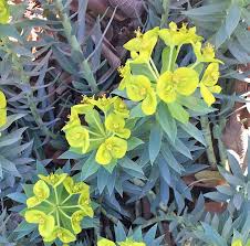 Image result for Euphorbia pseudopetiolata