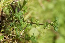 Image result for Urtica urens