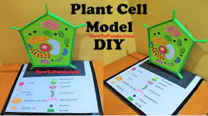 Plant cells are said to be more complicated than animal. Plant Cell Model Making For School Science Fair Project Diy Science Project Howtofunda Youtube