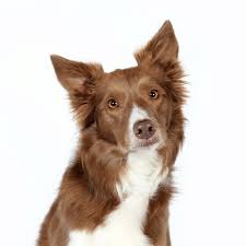 Why buy a border collie puppy for sale if you can adopt and save a life? Australian Shepherds Vs Border Collies Similarities And Differences