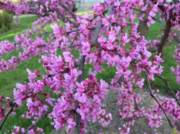 This planting zone map will teach you everything you need to know about plant hardiness and growing zones. What Are The Best Flowering Trees For A Small Yard Unh Extension