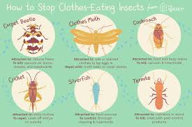 They are indoor cats and have flea medicine applied every month. Get Rid Of The Bugs Eating Your Clothes Eating Insects Get Rid Of Silverfish Brown Bugs