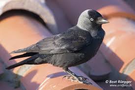 Bird Pictures Category Dohle Image Dohle
